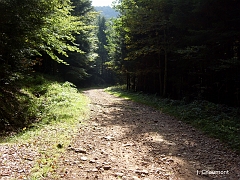 Le chemin est éclairé par la douce lumière du soleil